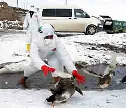 Птичий грипп расползается по миру