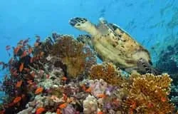 Глубокое Красное море