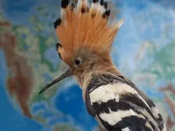 Israel Chooses Its National Bird