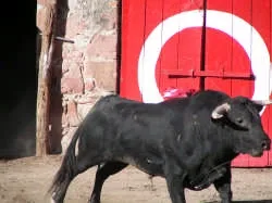 Crisis leaves fiesta without a bull