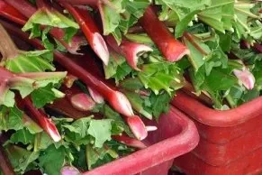 Кулинарный конфликт
