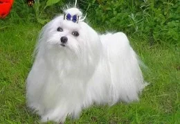 Снежное облако
